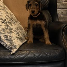 Mindy - Black and tan female Airedale Terrier puppy in Thomasville, North Carolina from Beitzel Babies