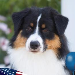 Australian Shepherds from Graffiti Aussies