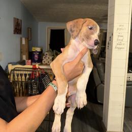 Dark blue collar - Mantle merle male Great Dane puppy in Loris, South Carolina from Days Danes