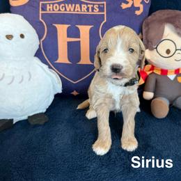 Sirius - Apricot male Goldendoodle puppy in Conroe, Texas from Tails of Cypress