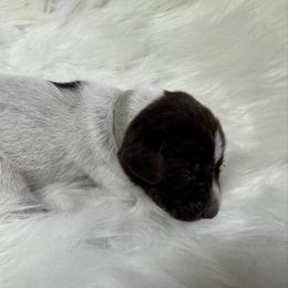 Mint - Liver roan female German Shorthaired Pointer puppy in Highland, Illinois from Big Daves Bird Dogs LLC,  BDBD