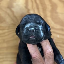 Boy 4 - Black male Cane Corso puppy in Paris, Texas from Knucklehead Cane Corso