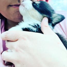 American Corgi, Cardigan Welsh Corgi, and Pembroke Welsh Corgi Puppies from Enok Corgis