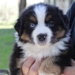 Australian Shepherd Puppies from Storm and Sage Australian Shepherds