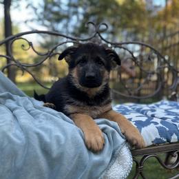 German Shepherd Puppies from Golden Ridge