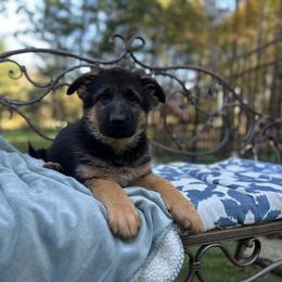 German Shepherd Puppies from Golden Ridge