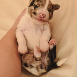 Aussiedoodle, Australian Labradoodle, Bernedoodle, and Golden Retriever Puppies from Golden Light Puppies