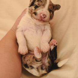 Aussiedoodle, Australian Labradoodle, Bernedoodle, and Golden Retriever Puppies from Golden Light Puppies