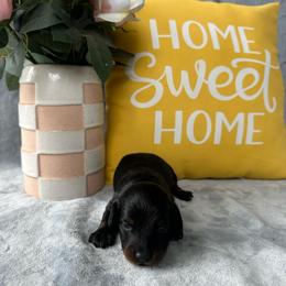 Samuel - Black male Dachshund puppy in Brandon, Florida from Knights Dachshunds
