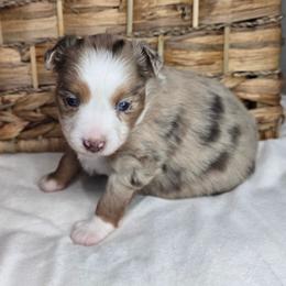 Sugar - Red merle female Miniature Australian Shepherd puppy in Paris, Texas from Blue Envy Mini Aussies