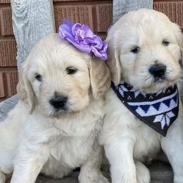Goldendoodles from TnRPups