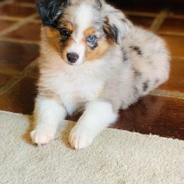 Miniature Australian Shepherd, Shih Tzu, and Toy Australian Shepherd Puppies from River Springs Aussies