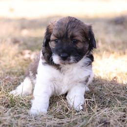 Mocha Girl - Brown female Whoodle puppy in West Bend, Iowa from Blue Skies Terriers