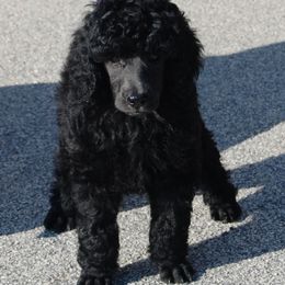 Poodle Puppies from DancingCloud Kennels