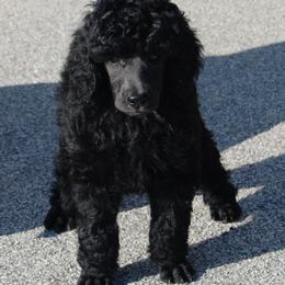 Poodle Puppies from DancingCloud Kennels