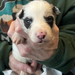 Grunge - Blue merle male Border Collie puppy in Memphis, New York from Dual Traxx Border Collies