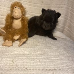 Pomeranian Puppies from Council Creek Cuties