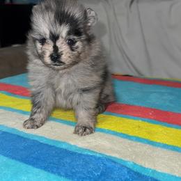 Sabo - Blue merle male Pomeranian puppy in Fort Worth, Texas from Alo's Pom's
