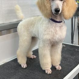 Poodle Puppies from RomLein Poodle