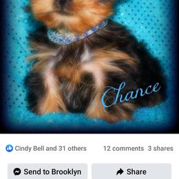 Yorkshire Terrier All Grown Up from Reese's Angelface Yorkies
