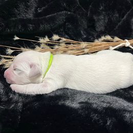 Thor - Light golden male Golden Retriever puppy in Adair, Oklahoma from Rejoice Retrievers