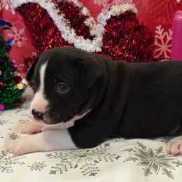 Appolo - Black and white male Rat Terrier puppy in Ukiah, California from Mysthaven Rat Terriers