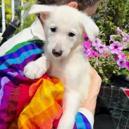 Willow - White female German Shepherd puppy in Perkasie, Pennsylvania from Twila Ruth Herot