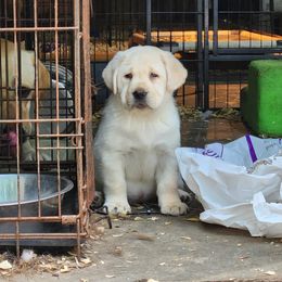 Girl 4 - Yellow Labrador Retriever puppy in Andrews, South Carolina from Leyland Cypress Retrievers