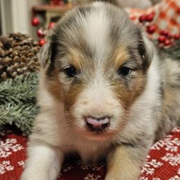 Boy 5 - Blue merle and white male Collie puppy in Tennessee from Voneida Collies & Corgis
