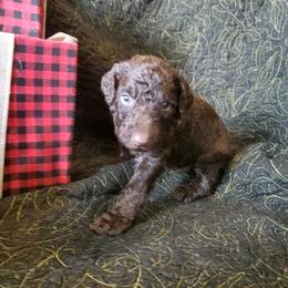 Oakley - Chocolate male Labradoodle puppy in Siloam Springs, Arkansas from Siloam Doodles