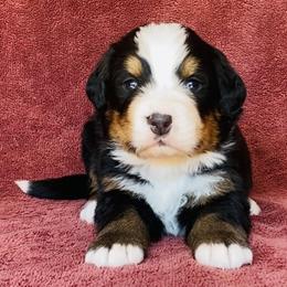 Red Collar Male - Black rust and white male Bernese Mountain Dog puppy in Bristol, Tennessee from Holston Hollow Farm