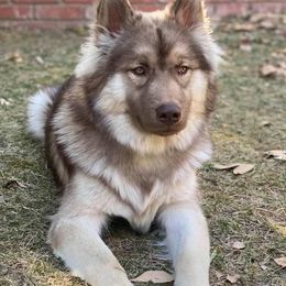 Siberian Huskies from Yakone Sesi