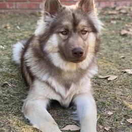Siberian Huskies from Yakone Sesi