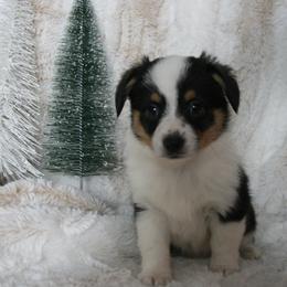 Dexter - Black male Companion Cross puppy in Fairview, South Dakota from Dakota Toy Aussies