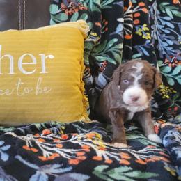Aussiedoodle and Poodle Puppies from J&RAussiedoodles