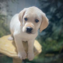 Scout - Yellow male Labrador Retriever puppy in Pilot Hill, California from Houston Labradors