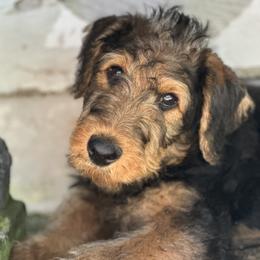 Blue Collar Girl - Stella - Black and tan female Airedale Terrier puppy in Longview, Washington from Grateful Aire