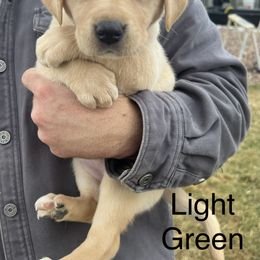 Labrador Retriever Puppies from Dutson Labs