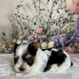 Sofia 3000 - Parti female Yorkshire Terrier puppy in Nicholls, Georgia from Southeast Biewers