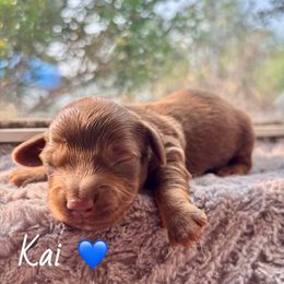 Kai - Chocolate male Dachshund puppy in Aiken, South Carolina from State Eight Dachshunds