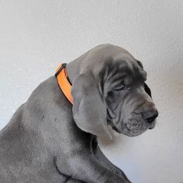 Great Dane Puppies from Bellaire Great Danes