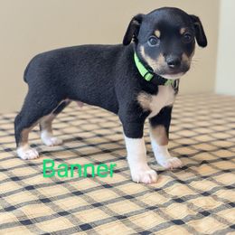 Boy 3 - Black tan and white male Rat Terrier puppy in Sharon, Ohio from Forest Grove Rat Terriers