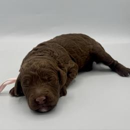 Muffin - Chocolate female Goldendoodle puppy in Pulaski, Tennessee from Doodle My Heart