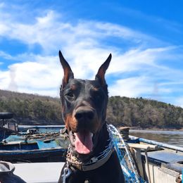 Mauser - Doberman Pinscher