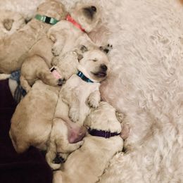 Bernedoodle and Labradoodle Puppies from Royal Doodles