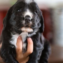 Ava - Black female English Cocker Spaniel puppy in New Mexico from HighBrassGunDogs