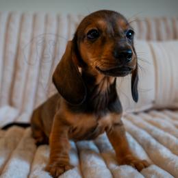 Tomato - Red male Dachshund puppy in Temecula, California from Naomi Magee's Dachshund Kennel