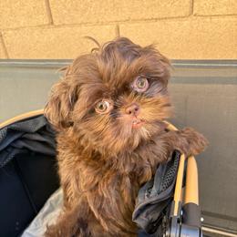 Clayton - Chocolate male Shih Tzu puppy in Las Vegas, Nevada from Vegas Shih Tzus