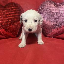 Paprika- Long Coat - White and black male Dalmatian puppy in Claremore, Oklahoma from Lotsofdots Dalmatians