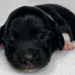 T-Rex - Black and cream male Dachshund puppy in Winamac, Indiana from WZ Kennels